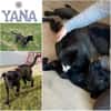 YANA ° ruhige Traumhündin sucht neues zu Hause