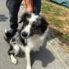 ARTHUS