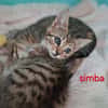 Simba
