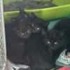 CHARBON
