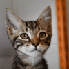 Rousquille(en cours d adoption)