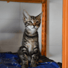 Rousquille(en cours d adoption)