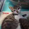 Snow
