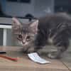Bulma (en cours d'adoption)