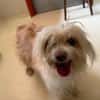 OLLIE PAA24289