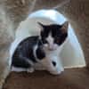 BOULE