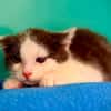BIGOR