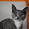 Bijoux (en cours d'adoption)