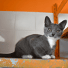 Bijoux (en cours d'adoption)