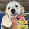 ELVIS