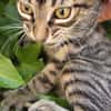 ROMEO