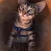 ROMEO