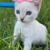 ARYY