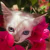 ARYY