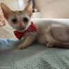 FITO