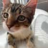 BARNABÉ, chaton type européen mâle