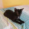 BLACKY, chaton mâle européen