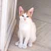 MIEL, chaton créole mâle