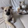 MOKA, chiot mâle Berger Créole