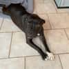 XENA, femelle croisée créole junior