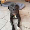XENA, femelle croisée créole junior