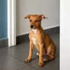 LILOU, chiot femelle Berger Créole