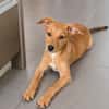 LILOU, chiot femelle Berger Créole