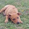 LILOU, chiot femelle Berger Créole