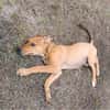 LILOU, chiot femelle Berger Créole