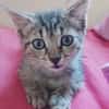 ZOE, chaton femelle type européen