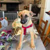 ROCCO (Martina)