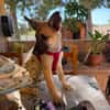 ROCCO (Martina)