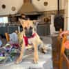 ROCCO (Martina)