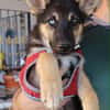 ORSON (Martina)