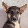 BRAM (Martina)