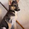 BRAM (Martina)