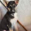 BRAM (Martina)
