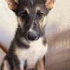 BRAM (Martina)