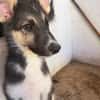 BRAM (Martina)