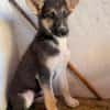 BRAM (Martina)