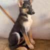 BRAM (Martina)