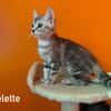 BELETTE