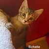 BICHETTE