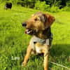 Leo - Jagdterrier Mix