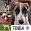 TONIA * sanftes Hundemädchen im Glück