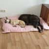 Verschmuster Murphy sucht ein Zuhause
