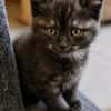 Katzenkind Thor