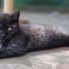 Katzenkind Thor
