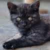 Katzenkind Thor