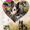Folto ❤ kleine Kämpferin sucht Für-Immer-Zuhause